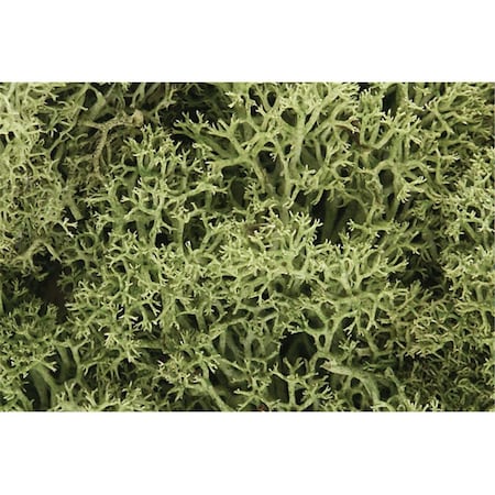 Thinkandplay Spring Green Lichen TH2104129